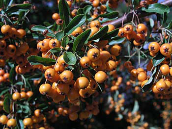 Pyracantha