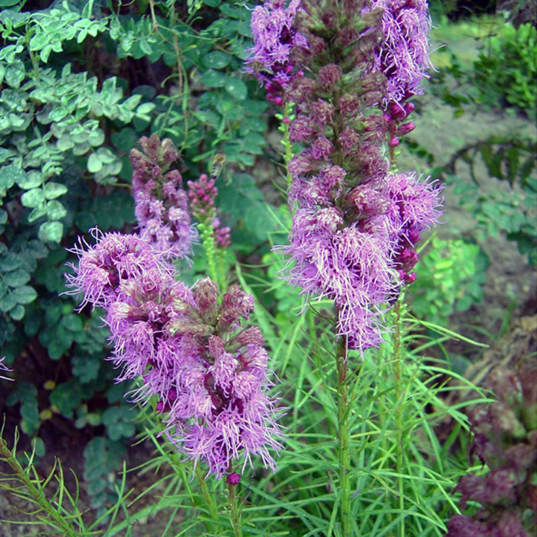 Liatris alba цветок фото Liatris alba цветок фото
