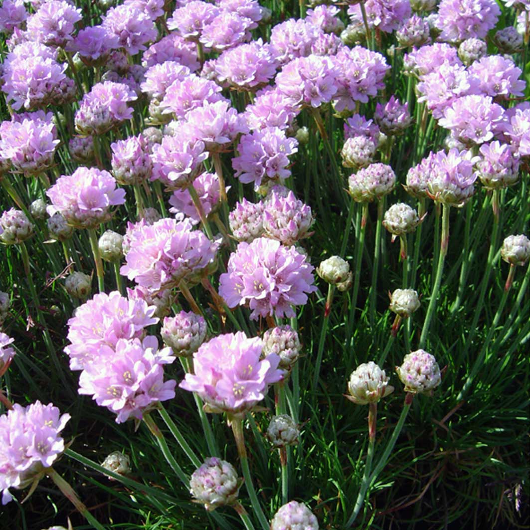 Армерия фото цветов. Армерия Приморская. Армерия Приморская цветок. Armeria maritima (Армерия Приморская) 'Alba'. Армерия Приморская (Armeria maritima `splendens`).